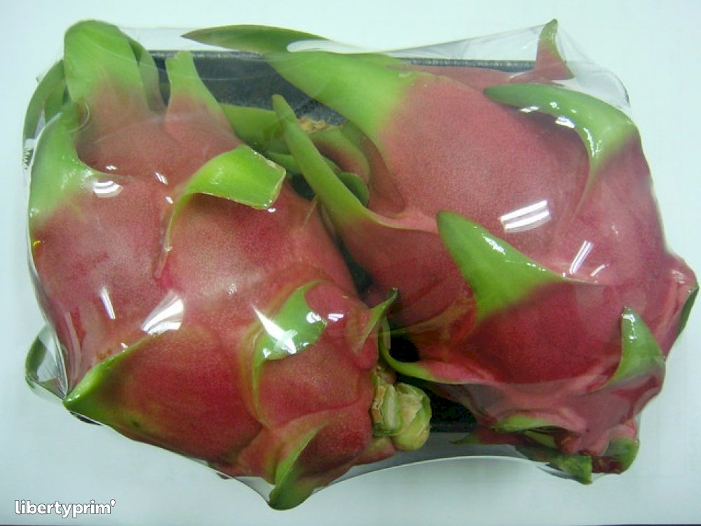 Dragon Fruit - میوه‌ی اژدها