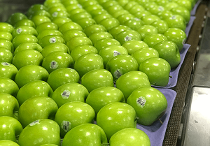 Green Apple- سیب سبز