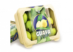 Guava - گواوا