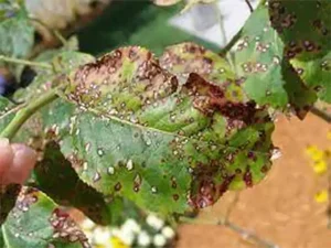 بیماری شناسی گیاهی 200