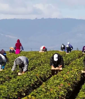 مشاوره تخصصی پس از برداشت Post-Harvest- 200
